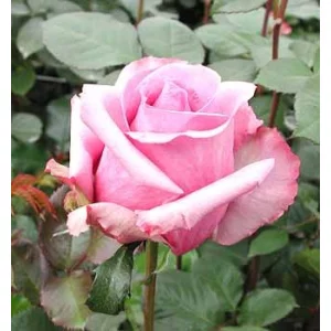 Роза "Blue curiosa"